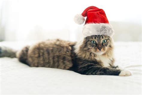 Christmas Cat in Santa Claus Hat Stock Image - Image of december, claus: 81954123