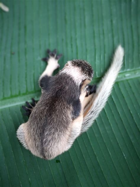 Grizzled giant squirrel Baby : r/Awww