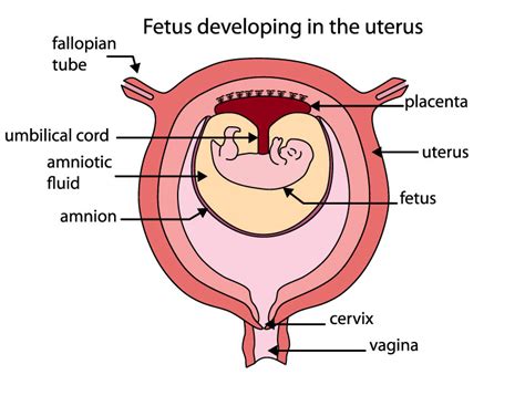 7b2 Pregnancy & Infancy – HumanBio