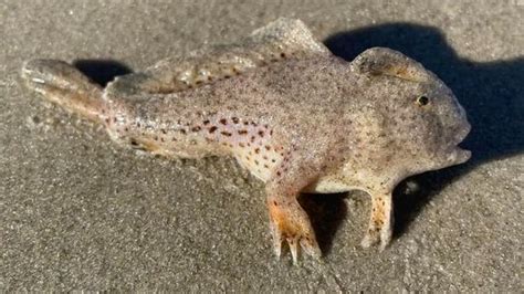 New hope for rare handfish after specimen not seen for two decades washes up on Tasmanian beach ...