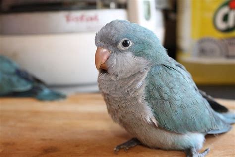 Blue Quakers, also known as Blue Monk Parakeets, can make wonderful ...