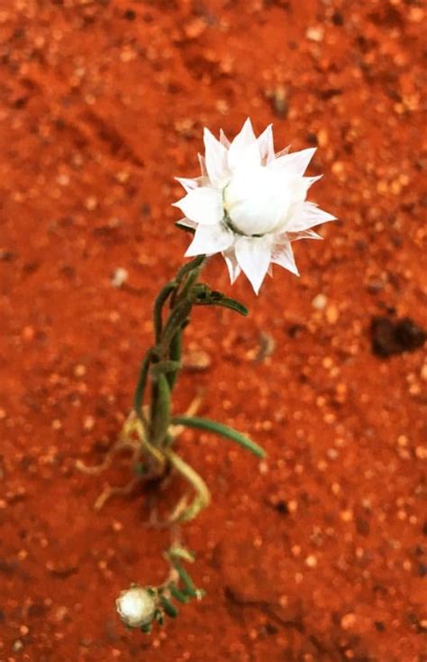 Anyone know what this Australian desert plant is? : r/gardening