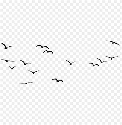 a flock of birds flying in the sky