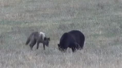 Wolf versus bear: predators face off outside Kamloops, B.C. | CBC News