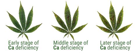 Identifying Calcium Deficiencies In Cannabis Ensures Strong Growth ...