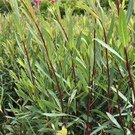 Dwarf Blue Arctic Willow – Trees & Shrubs › Anything Grows