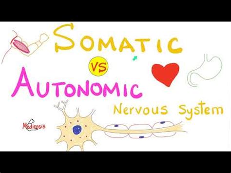 Verschil tussen somatisch en autonoom zenuwstelsel | Vergelijk het ...