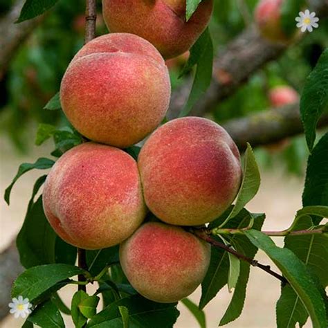 Peach 'Avalon Pride' - Leaf Curl Resistant