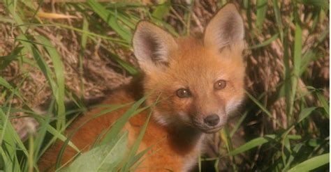 Grey Fox vs Red Fox: What Are The Differences? - AZ Animals