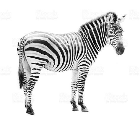 Young male zebra head isolated on white background | Zebra, Zebra pictures, White background