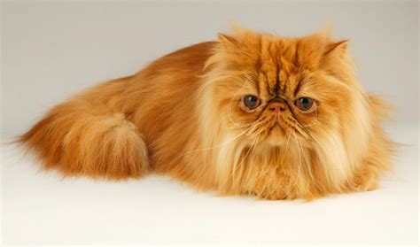 Persian Cat Breed Information