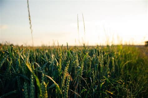 Cotton Grass Unveiled: Fascinating Facts about Wetland's Unique Plant ...