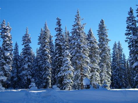 Snowy Mountain Pine Trees Photograph by Tina Barnash | Pixels