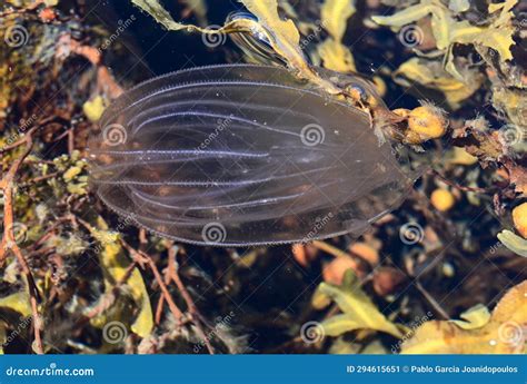 Ctenophora Jellyfish Shining Bioluminescence Underwater Stock Image - Image of koster ...