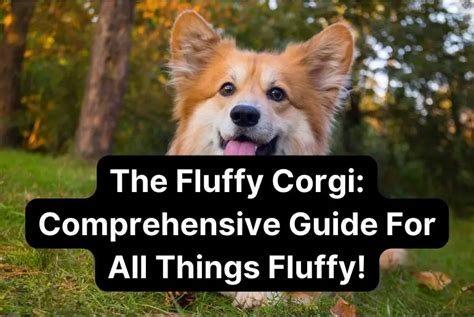 The Fluffy Corgi: Comprehensive Guide For All Things Fluffy! - PetCoddle