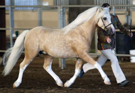 Palomino welsh pony | Welsh pony, Horses, Horse breeds