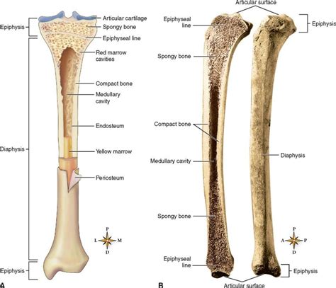 Long Bone Labeled Red Marrow - Bone Model Labeled - Bing Images | Human ...