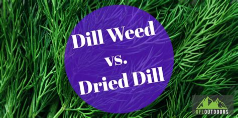 Is Dill Weed the Same as Dried Dill? - GFL Outdoors