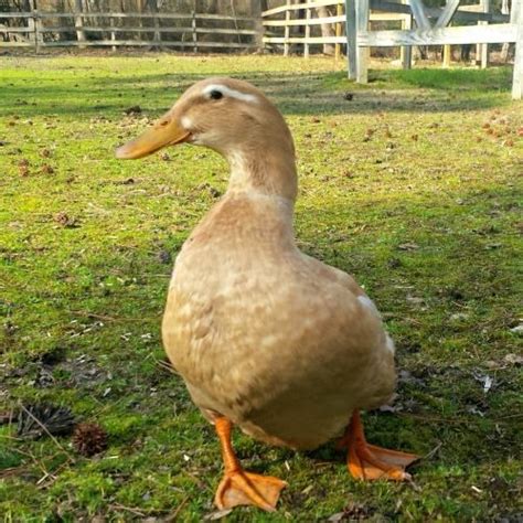 Meet the Saxony duck. Considered a heavy nonflying breed, Fresh Eggs Daily with Lisa Steele ...