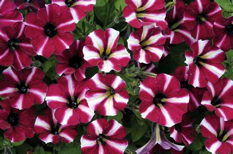 Romantic Flowers: Petunia Flowers