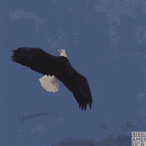 Eagles Fly GIF - Eagles Fly Birds - Discover & Share GIFs