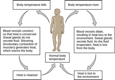 Homeostasis – Easy Peasy All-in-One High School