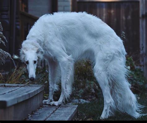 Haunted Skinwalker lurking : CryptidDogs | Borzoi dog, Pretty animals, Interesting animals