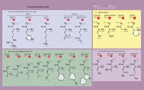 Amino Acids – Nicoptere