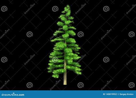 Beautiful Christmas Tree Isolated on a Black Background. 3d ...