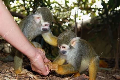 Feeding the Monkey Stock Photo by ©tepic 18851403