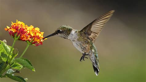 Hummingbirds Of The Pacific Northwest | mandyscharms