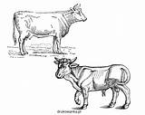 Cow Coloring Krowa Sapi Kuh Mewarnai Gambar Vacas Vaca Kolorowanki  sketch template