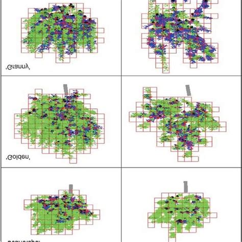 Virtual images of representative 3D digitized trees of three cultivars ...