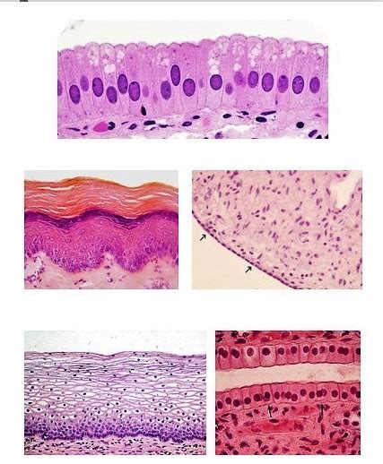 Diagrama de Histología de Ross: Tejido Epitelial | Quizlet
