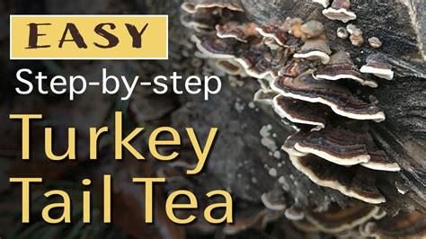 How to Make Turkey Tail Tea - Step by step - YouTube | How to make ...