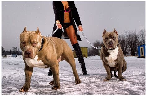 Bully Max Pitbull Video Photoshoot - | Pitbulls, Bully max pitbull, Bully breeds dogs