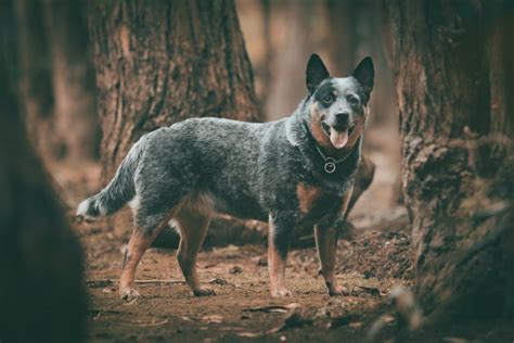 Blue Heeler Size Guide: How Big Do Australian Cattle Dogs Get? - Puppy Weight Calculator