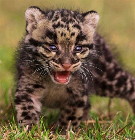 1000+ images about CUSTOM CLOUDED LEOPARDS on Pinterest | Deer ...