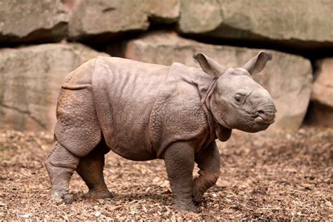 Indian Rhinoceros Baby stock photo. Image of indian, skin - 11406312