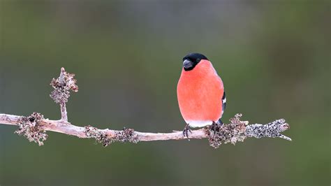 Bullfinch on Behance