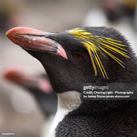 189 Macaroni Penguins Antarctica Stock Photos, High-Res Pictures, and ...