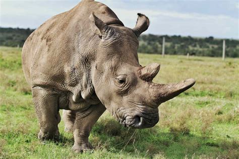 32 Interesting, Jaw Dropping Facts About Rhinos - Rhino Rest