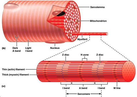 Terminology Of Myocyte |Genetic Engineering Info