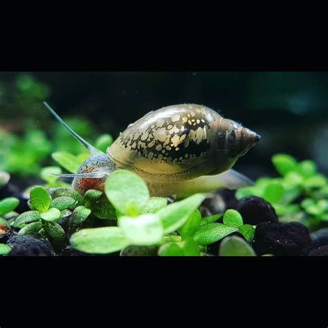 Bladder Snail: Complete Guide to Care, Breeding, Tank Size and Disease - The Aquarium Guide