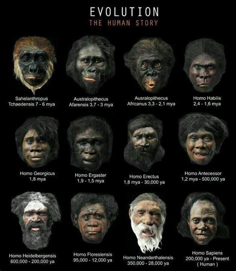 .: La evolución del ser humano