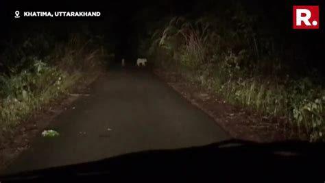 Uttarakhand: A tiger along with her 3 cubs spotted in Khatima | India News