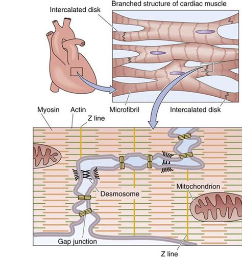 Cardiac Muscle - Cellular Physiology of Skeletal, Cardiac, and Smooth ...