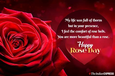 Happy Rose Day Images 2021: Wishes Quotes, Images, Status, Greetings Card, Photos Download