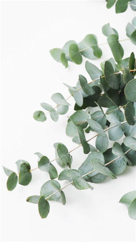 Eucalyptus Phone Wallpapers - Top Free Eucalyptus Phone Backgrounds ...