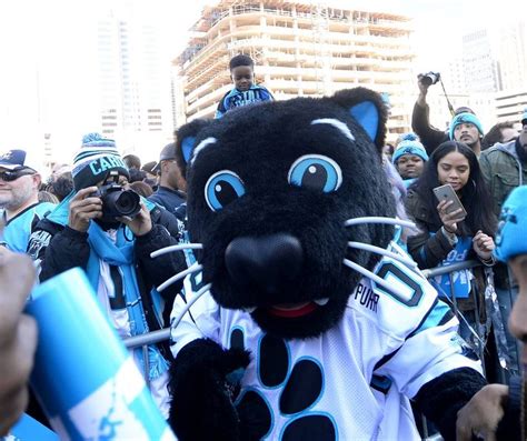 Carolina Panthers Mascot-Sir Purr | Mascot, Carolina panthers, Panthers